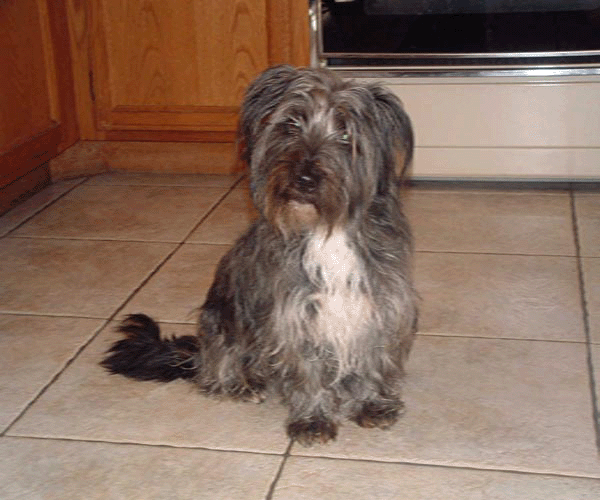 foster the dog